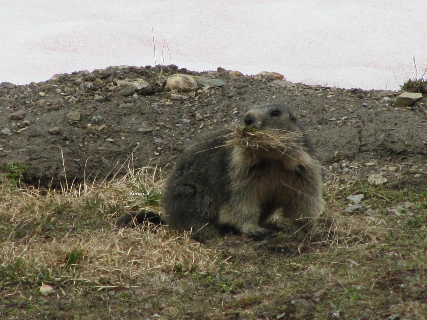 Marmotte, marmotte e ancora marmotte !!!